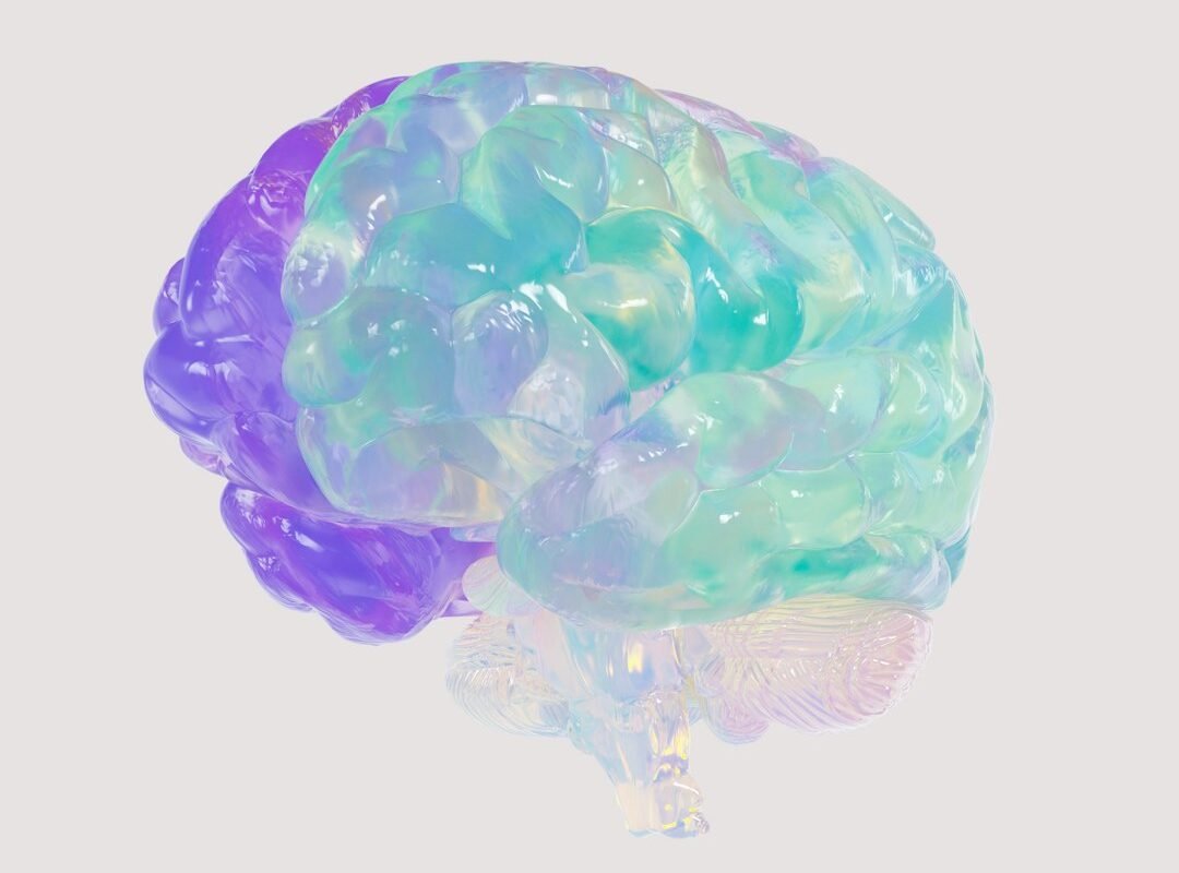a close up of a plastic model of a human brain
